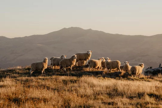 Sheep on hillside